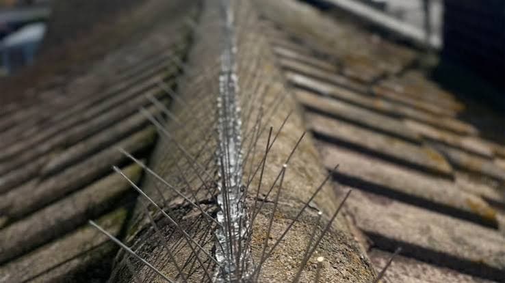 Bird Spikes in Bengaluru