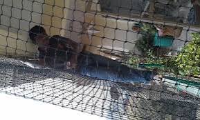 Bird Protection Nets — photo 16 installation in Bengaluru & Mysuru — real project photo by Jogi Invisible Grills