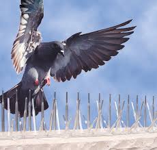 Bird Spikes installation — real project photo